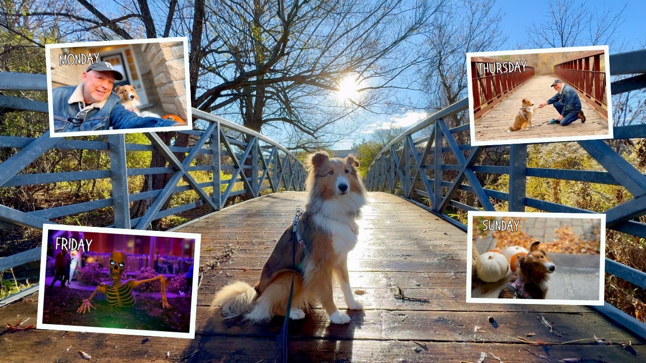 Collection of Daily Dog Walks With Miley The Sheltie