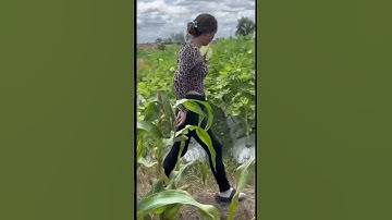 Miền Tây Quê Tôi Cá Lóc Nướng Trui #batca #mientay #bophoveque