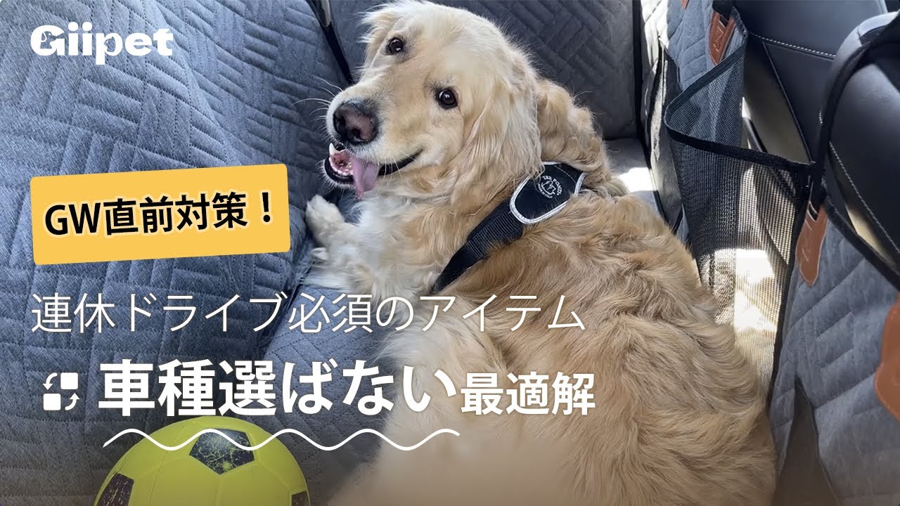 【Giipet】ゴールデンが実証！ドライブシートで愛犬の車内ストレス激減