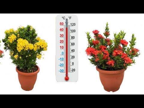 شجرة خضراء طوال العام تزهر بغزارة طوال فصل الصيف تتحمل الحرارة إلى 50 درجة مئوية