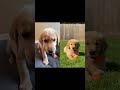From Heartbreak to Happy: 1 Month Transformation 🥹❤️#goldenretriever#puppytransformation#glowup