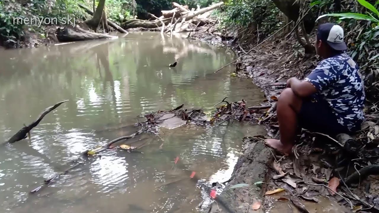 casting di sarang Channa GREEN MARRULIUS//GREEN MARRULIUS kaltara//IKAN HIAS PREDATOR