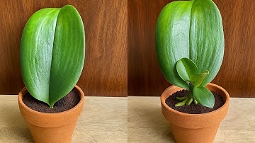 Gewoon koffie! Orchideeënbladeren groeien direct vanuit de basis en bloeien het hele jaar door.