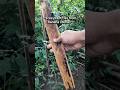 Free Tomato Plant Tie Made From Dried Banana Stem | Zero Waste Garden Hack #gardeningtips