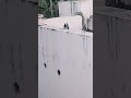 #shorts #lovebirds #viral #youtubeshorts