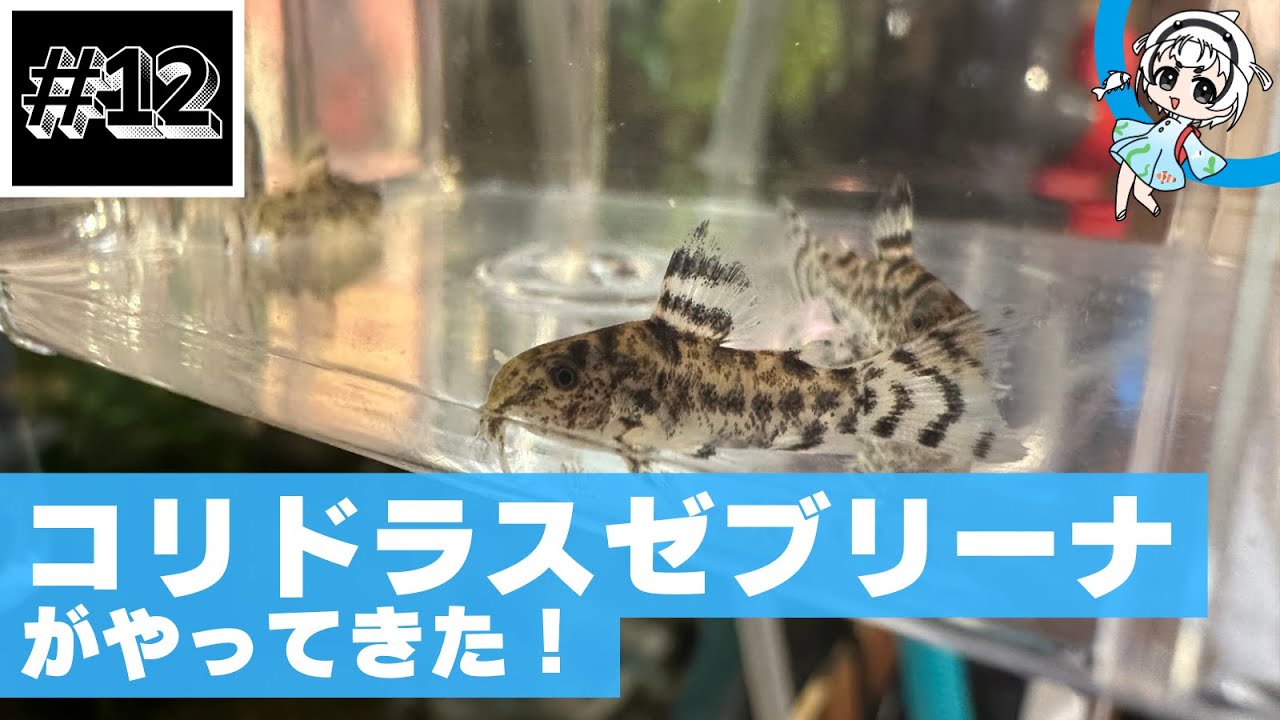 ゼブリーナ】コリドラスゼブリーナがやってきた！7日間の飼育記録 | No