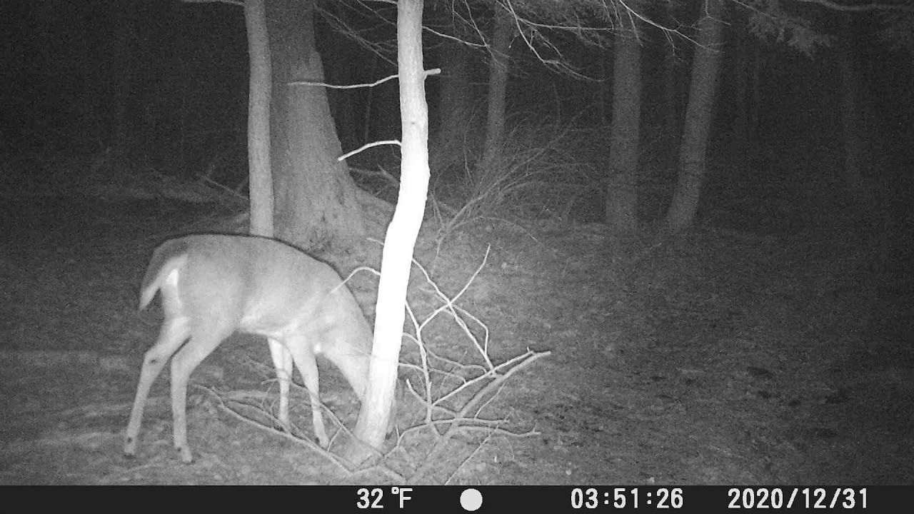 first trail cam videos of deer YouTube