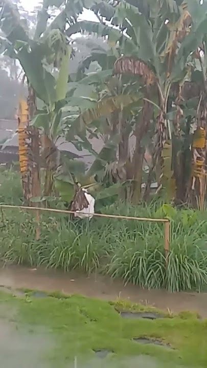 Download lagu istifar mentmn🤲🤗 #ustadzadihidayat #doapembukarezeki #kajianislam #hujan #youtubeshorts