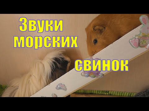 ЗВУКИ МОРСКИХ СВИНОК/ ЧТО ОНИ ОЗНАЧАЮТ