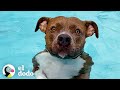 Pit bull debe estar en la piscina todos los días o se pone tan triste | Puro Pitbull | El Dodo