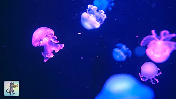 Soothing Jellyfish Aquarium ~ Relaxing Music for Sleep, Study, Meditation & Yoga