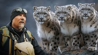 Face to Face With Three Snow Leopards!