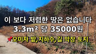 🍀207번🍀이렇게 저렴한 땅 없습니다 오미자 밭 #영양땅 #영양부동산 #경북토지 #의성땅 #의성땅매매 #의성땅매물 #의성군땅 #의성싼땅 #의성토지