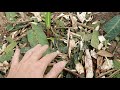 Banana clones needs a well made nest around them | FOOD FOREST | AGROFORESTRY PRACTICES