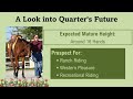 FOR SALE: MU Lopin Good N Slow - 2024 AQHA Gelding - Training Highlight
