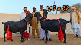 Oldest Bloodline Of Beetal Goats In Melsi - Beetal Goat Farming Buisness