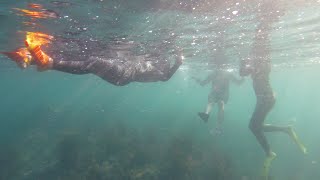 [일본일상 여행VLOG] 시즈오카(静岡) 여행. 일본인들에게 너무나도 사랑 받는 시모다시(下田市)  이즈(伊豆)의 바다에 다녀왔습니다. 서핑 스노쿨링 이자카야 삼합