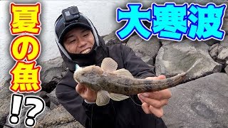 新しく買ったパックロッドで釣りをしてたら夏の魚が... 新しく買ったパックロッドで釣りをしてたら夏の魚が...