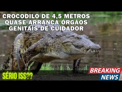 Crocodilo de 4,5 metros quase arranca órgãos genitais de cuidador.