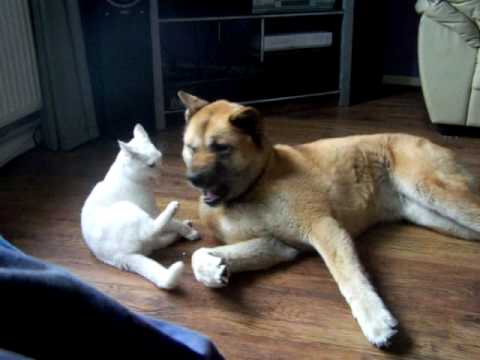 do akitas get along with cats