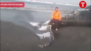 🔴 Talara: Hallan una impresionante ballena varada en el mar de Negritos