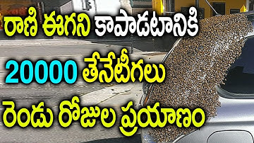 ఒక్క తేనేటీగ ప్రాణాలకోసం రెండు రోజులువెంటాడిన తేనెటీగలు || Queen Honey Bee Rea Story || Suman tv