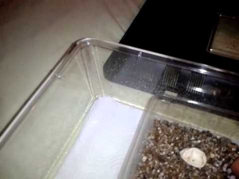 Vidéo: Comment Prendre Soin D'un Bébé Gecko - Soins Bébé Lézard