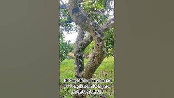 Bán 2 sào đất vườn trái cây Bình Lộc TP long khánh #nhàđấtđồngnai #đấtvườnđồngnai #bds #datlongkhanh