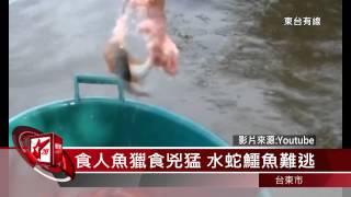 20150109 亞馬遜河水中霸主食人魚吃相驚人