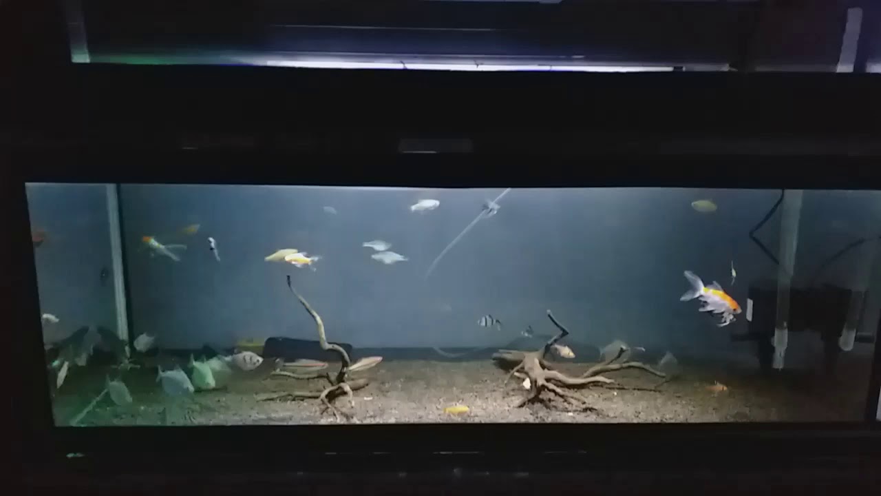 Berbagai macam ikan di akuarium 