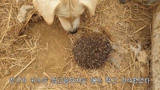 I never gave my dogs that toy, Of course, I never gave my dogs a hedgehog