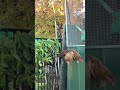 #chicken #shortsfeed #fypyoutube