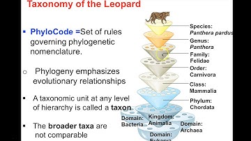 Chapter 26 Video Lecture-Phylogeny Trees
