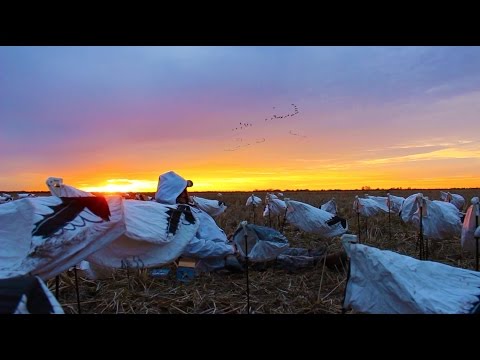 Cypress Spring Outdoors - Huntin' Geese