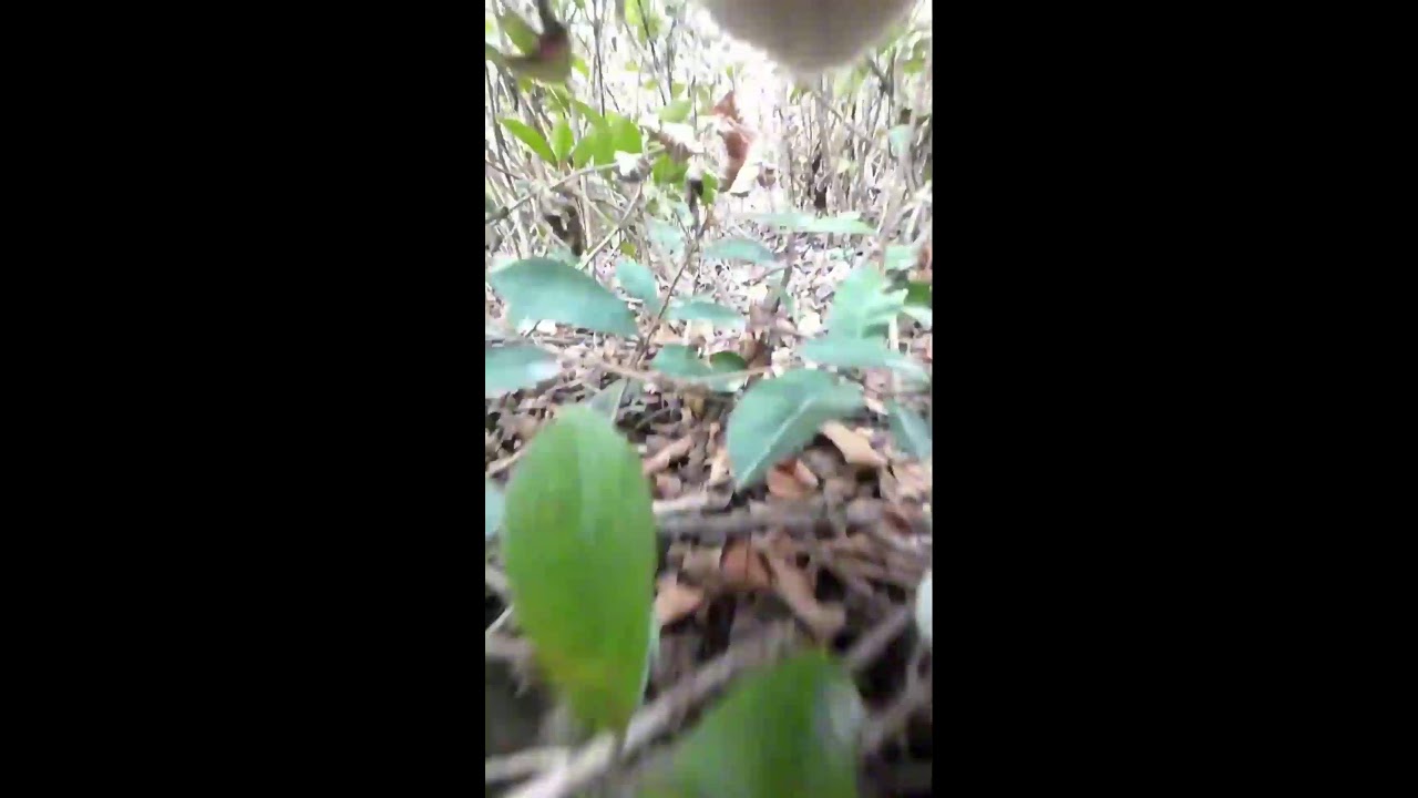 William H Parker Live Stream