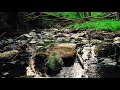 Nature Sounds of Black Forest #7: Evening Stream and Birds ... to Study, Focus, Calm Down