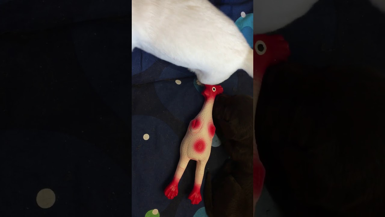 Labrador Zucht vom Kloster Marienthal - was kostet die Welt?? 🥰