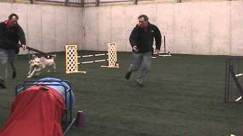 Dartfish Simulcam of dog agility handling sequence.