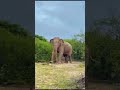 Elephant Rising in 4K #trending #viral #wildlife #elephant #fypシ #nature #shorts