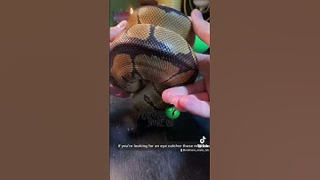 🐍 The Clown Ball Python🧪 #shortsvideo