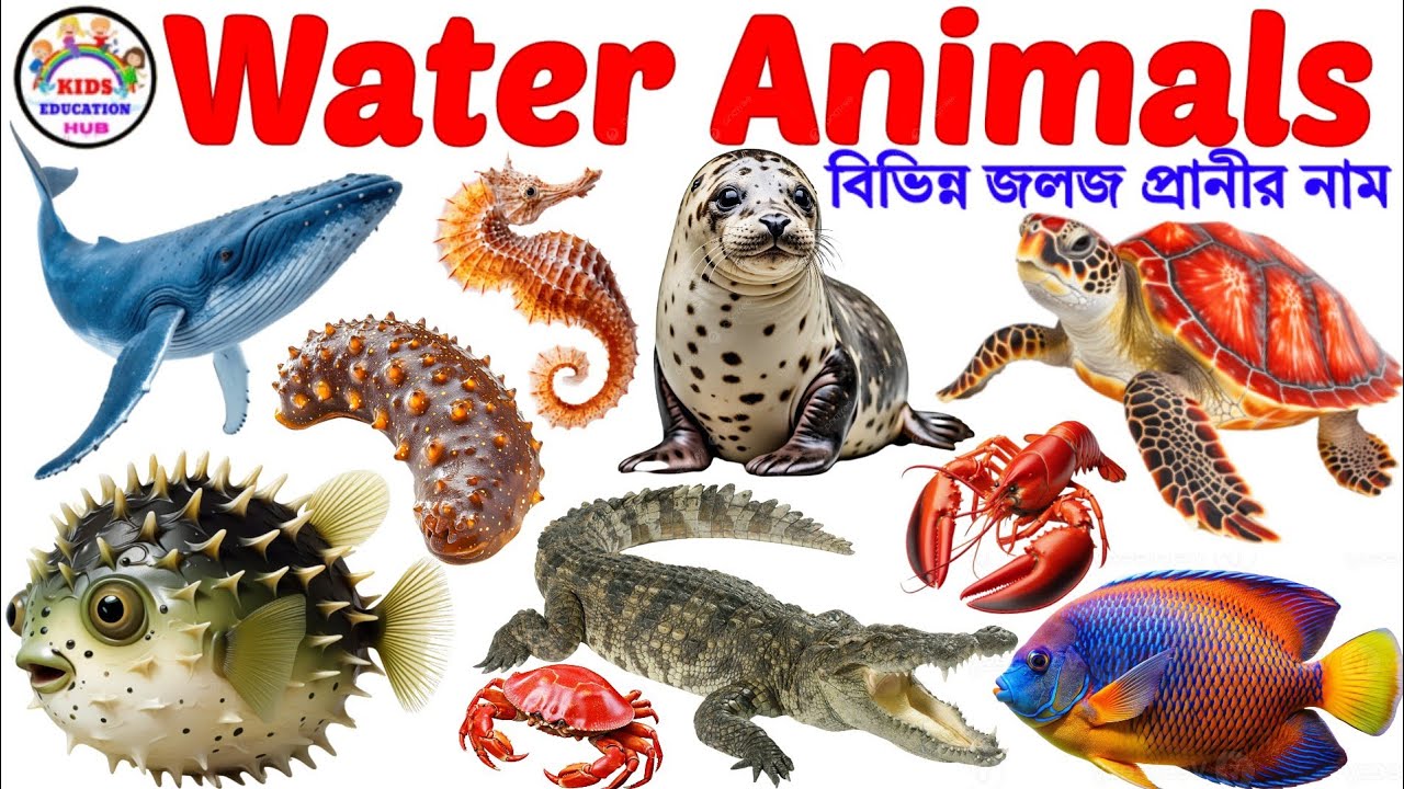 Water Animals | Learn Water Animals  | Water Animals Name Bengali to English | Animals Name for kids