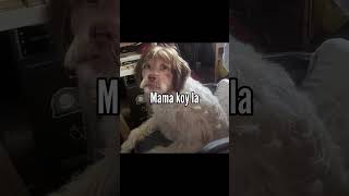 Behzat Ç Ye Aşırı Benzeyen Köpek Ç Ürkiye