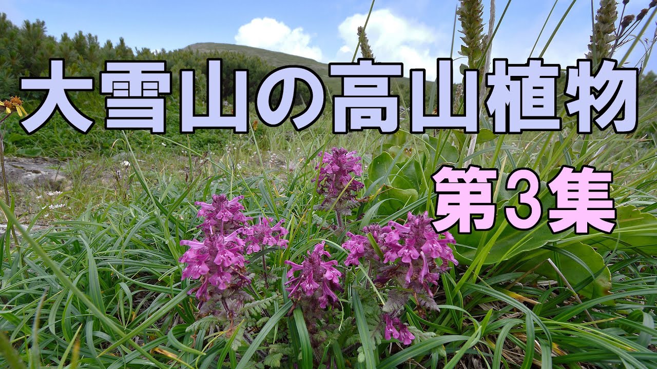大雪山の高山植物（第3集） - YouTube