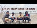 Best snakehead fishing iocation telugu live attack snakehead fishing ganesh vlogger