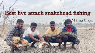 Best Snakehead Fishing Iocation Telugu Live Attack Snakehead Fishing Ganesh Vlogger