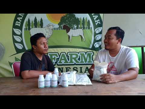 Cara Membuat Premix Sapi