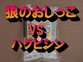 狼のおしっこで狸、ハクビシンの追い出しをやってみた【ハクビシン】【狸】【狼のおしっこ】【害獣】