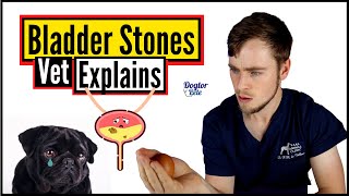 Bladder Stones In Dogs  Everything You Need To Know!
