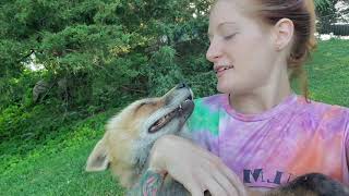 Finnegan's yard foxes all get hugs and kisses