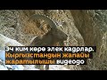 Эч ким көрө элек кадрлар. Кыргызстандын жапайы жаратылышы видеодо